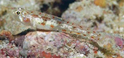 Filamented pygmy sand-goby (Grallenia lipi)