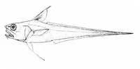 Filamented rattail (Coryphaenoides filifer)