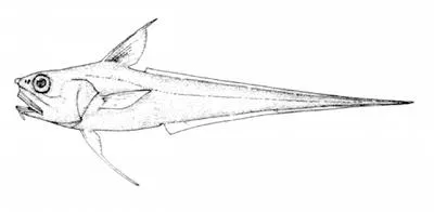 Filamented rattail (Coryphaenoides filifer)