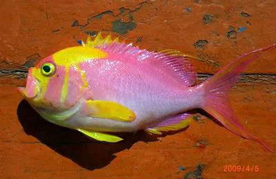 Filamentous anthiine (Meganthias filiferus)