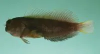Filamentous blenny (Cirripectes filamentosus)