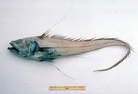 Filamentous rattail (Gadomus aoteanus)