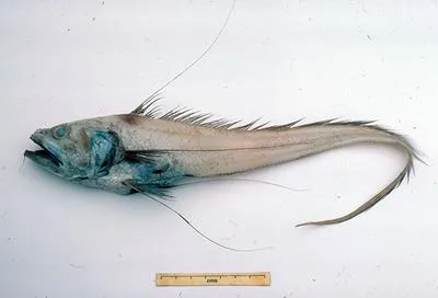 Filamentous rattail (Gadomus aoteanus)