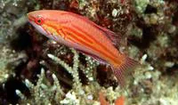 Filamentous wrasse (Paracheilinus filamentosus)