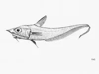 Filesnout grenadier (Coelorinchus denticulatus)