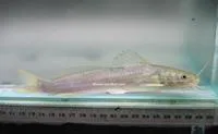 Filespine chul?n (Rhamdia laticauda)