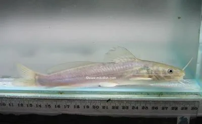 Filespine chul?n (Rhamdia laticauda)