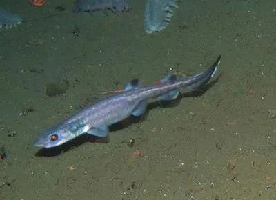 Filetail catshark (Parmaturus xaniurus)