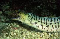 Fimbriated moray (Gymnothorax fimbriatus)