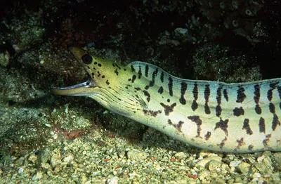 Fimbriated moray (Gymnothorax fimbriatus)