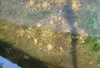 Fine flounder (Paralichthys adspersus)