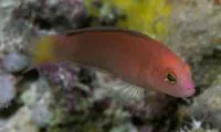 Fine-scaled dottyback (Lubbockichthys multisquamatus)