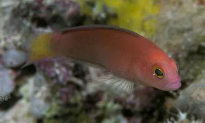 Fine-scaled dottyback (Lubbockichthys multisquamatus)