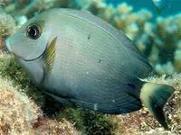 Finelined surgeonfish (Acanthurus grammoptilus)