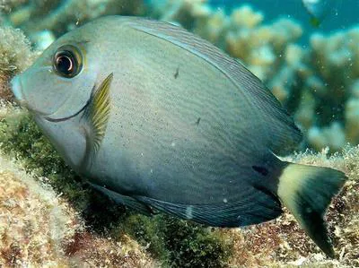 Finelined surgeonfish (Acanthurus grammoptilus)