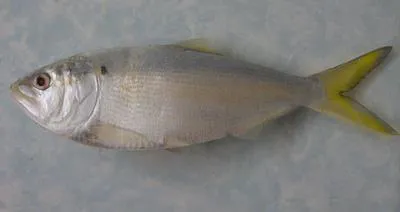 Finescale menhaden (Brevoortia gunteri)