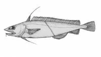 Finescale mora (Antimora microlepis)