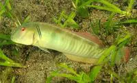Finescale razorfish (Cymolutes torquatus)
