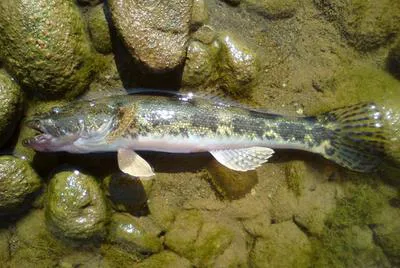 Finescale sleeper (Gobiomorus polylepis)
