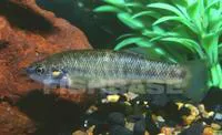 Finescale splitfin (Allodontichthys polylepis)