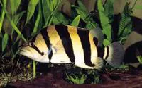 Finescale tigerfish (Datnioides microlepis)