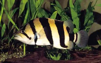 Finescale tigerfish (Datnioides microlepis)