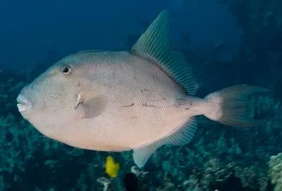 Finescale triggerfish (Balistes polylepis)