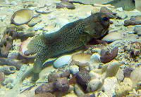 Finespotted jawfish (Opistognathus punctatus)