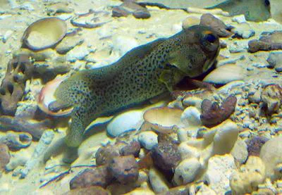 Finespotted jawfish (Opistognathus punctatus)