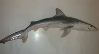 Finetooth shark (Carcharhinus isodon)
