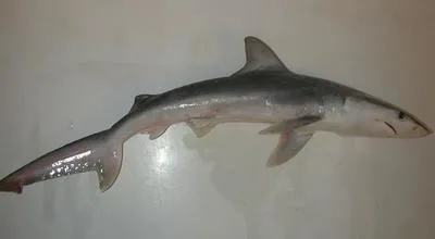 Finetooth shark (Carcharhinus isodon)