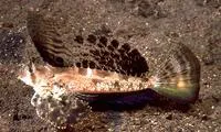 Fingered dragonet (Dactylopus dactylopus)