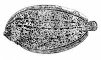 Finless flounder (Neoachiropsetta milfordi)