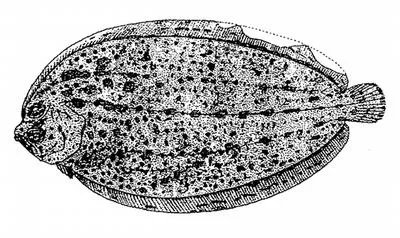 Finless flounder (Neoachiropsetta milfordi)