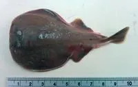 Finless sleeper ray (Temera hardwickii)