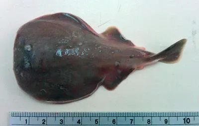 Finless sleeper ray (Temera hardwickii)