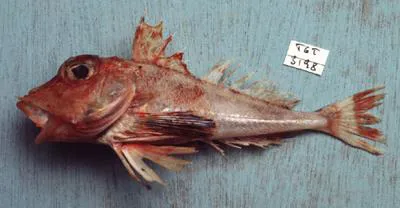 Finspot gurnard (Lepidotrigla punctipectoralis)