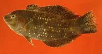 Finspot wrasse (Xenojulis margaritaceus)