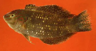 Finspot wrasse (Xenojulis margaritaceus)