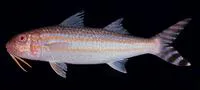 Finstripe goatfish (Upeneus taeniopterus)