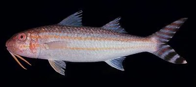 Finstripe goatfish (Upeneus taeniopterus)