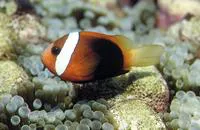 Fire clownfish (Amphiprion melanopus)
