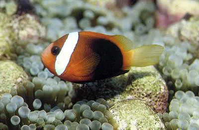Fire clownfish (Amphiprion melanopus)