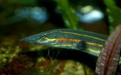 Fire eel (Mastacembelus erythrotaenia)
