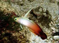 Fire goby (Nemateleotris magnifica)