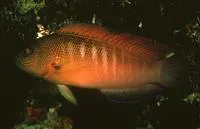 Fire-tail devil (Labracinus cyclophthalmus)