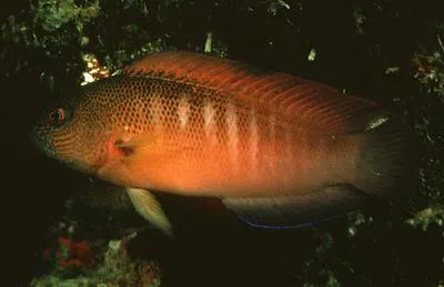 Fire-tail devil (Labracinus cyclophthalmus)