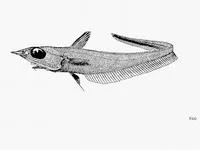 Firebelly grenadier (Coelorinchus ventrilux)