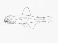 Firefly lanternfish (Hygophum proximum)