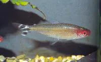 Firehead tetra (Hemigrammus bleheri)